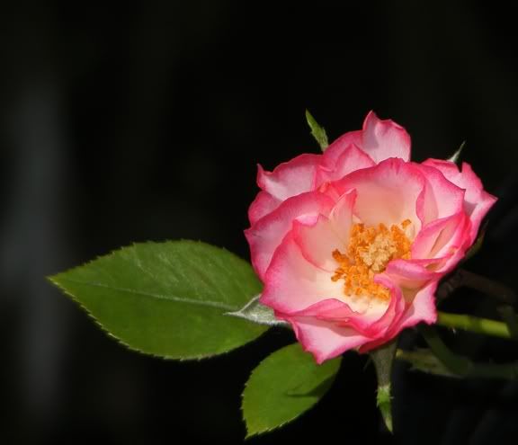 Albuquerque Enchantment